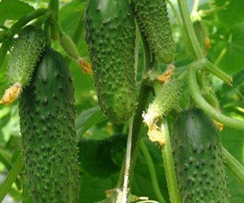 The best varieties of cucumbers in 2020