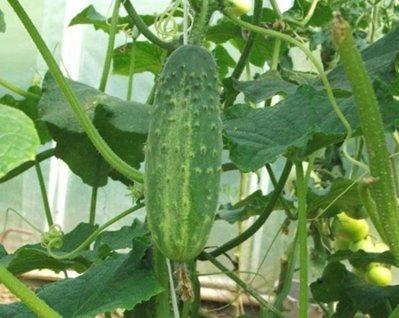 The best varieties of cucumbers in 2020