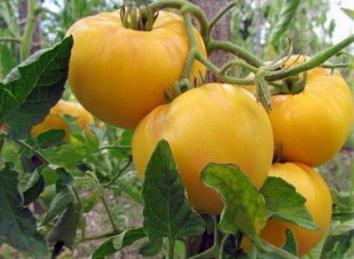 The best varieties of tomatoes and tomatoes in 2020