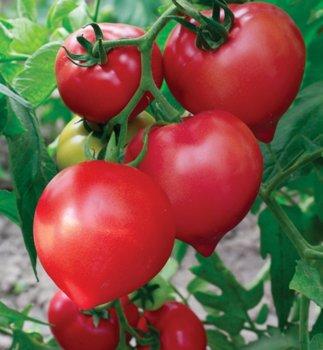 The best varieties of tomatoes and tomatoes in 2020