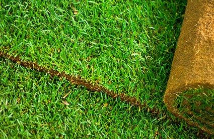 How to choose lawn grass