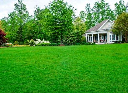 How to choose lawn grass