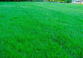 Comment choisir l'herbe à gazon